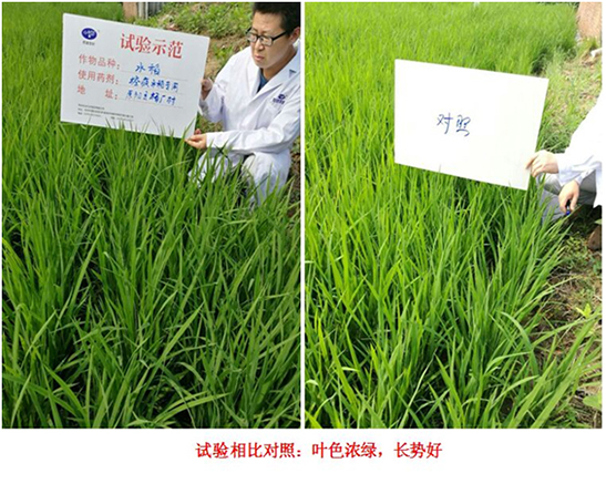 【试验示范】“控疯”水稻专用产品(图2)