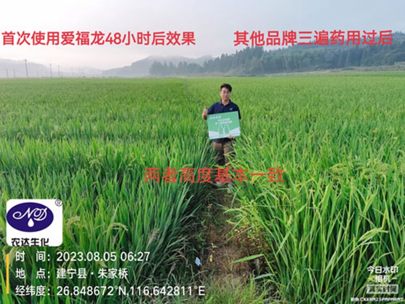 农大920水稻制种效果(图1)